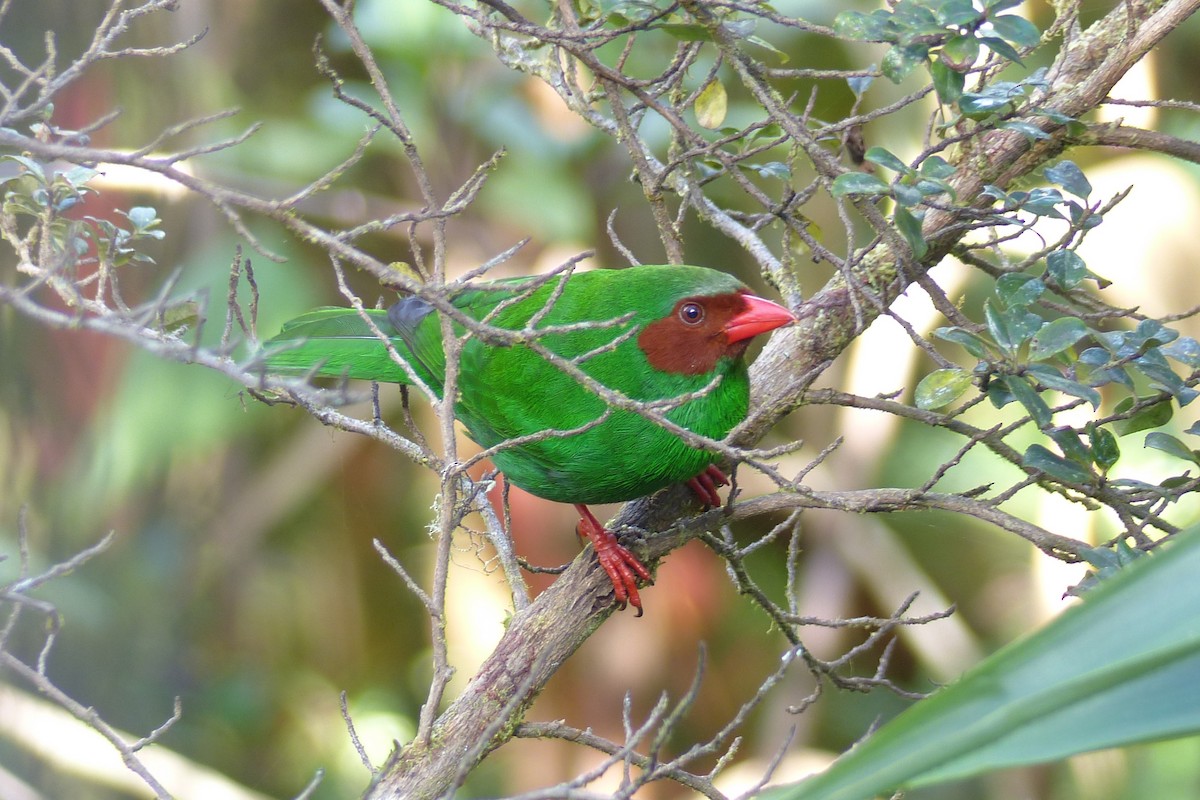 Grass-green Tanager - ML219675191