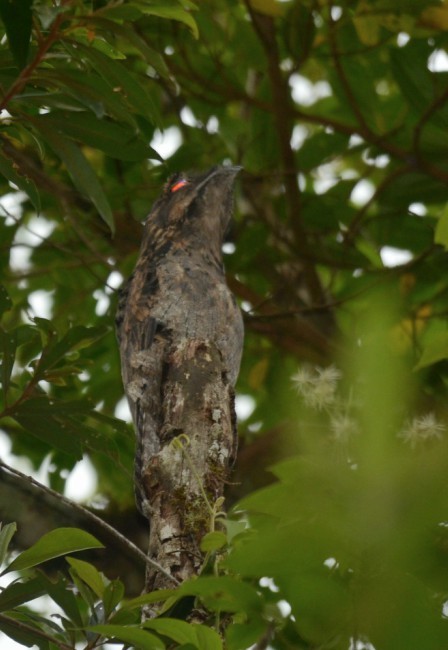 Common Potoo - ML219675771