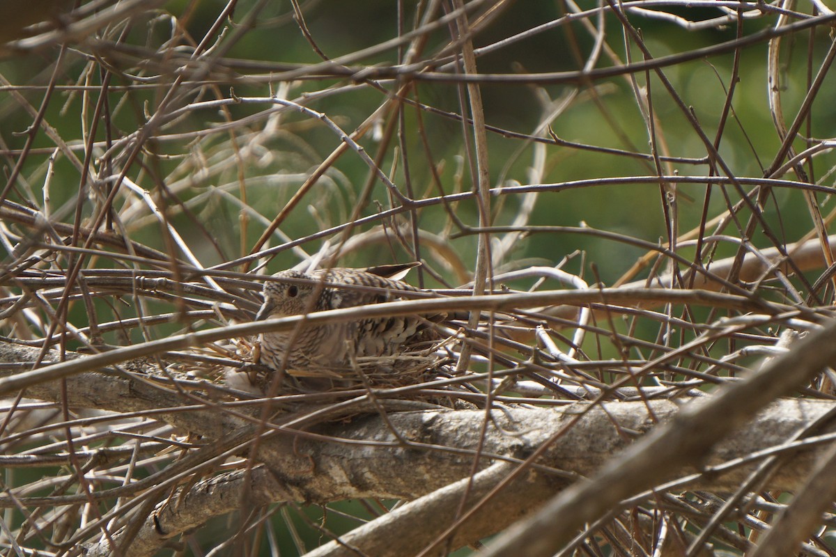 Scaled Dove - ML219675861