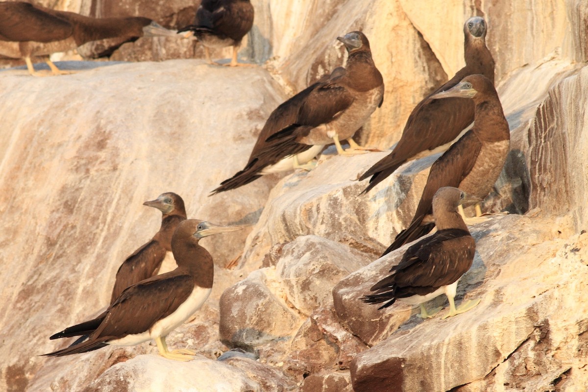 Brown Booby - Manfred Bienert