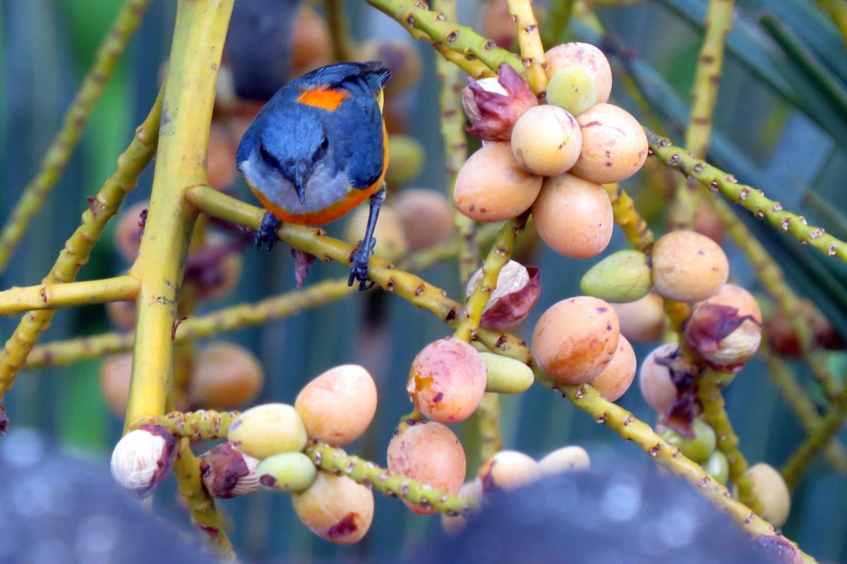 Orange-bellied Flowerpecker - ML219676991