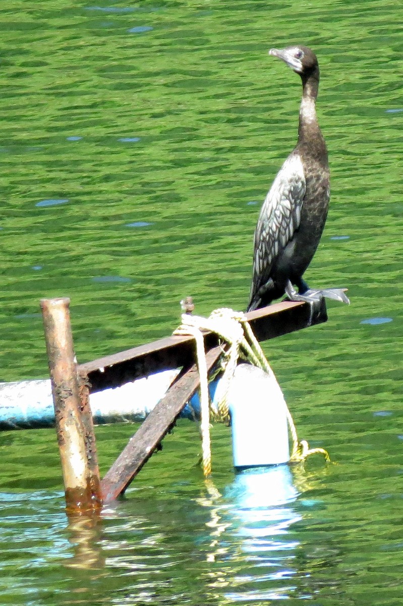 Little Cormorant - Pat McKay