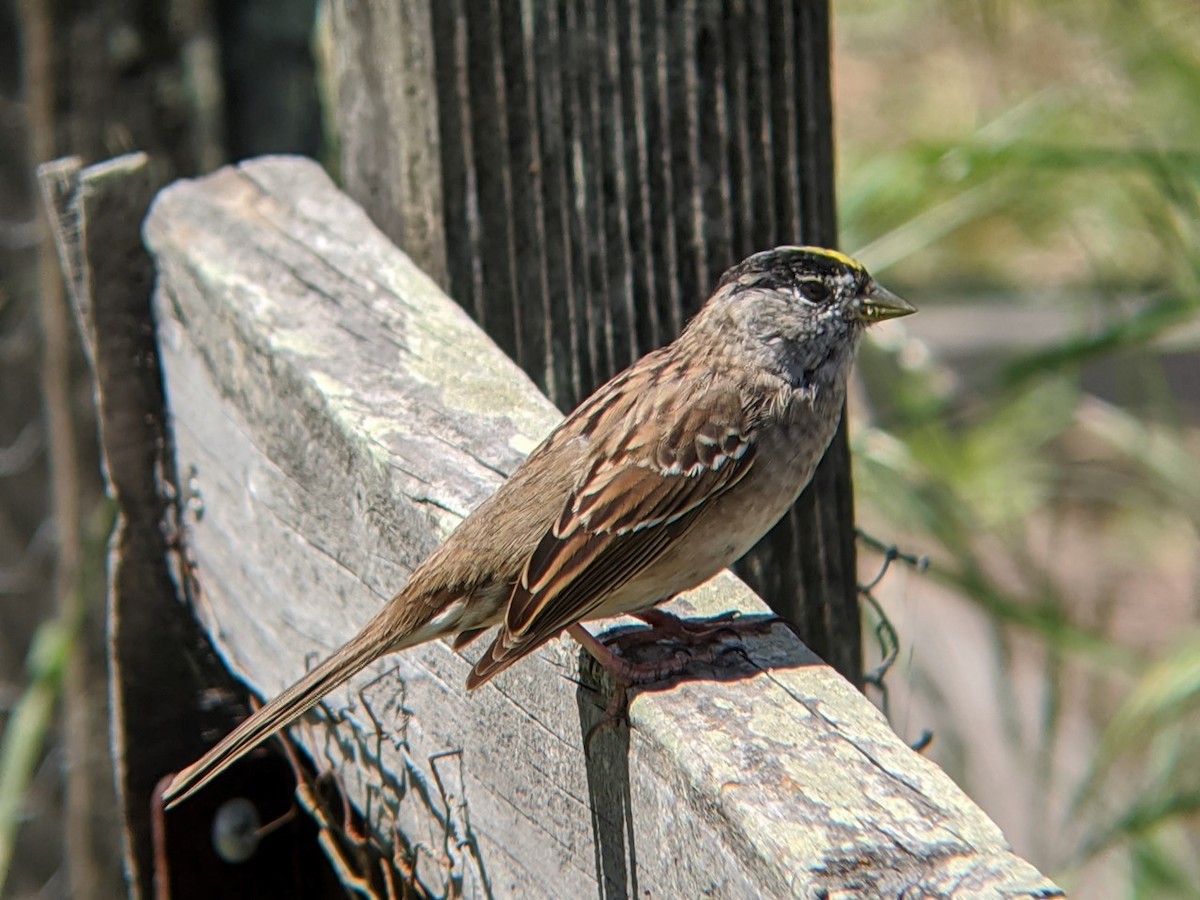 Golden-crowned Sparrow - ML219677221