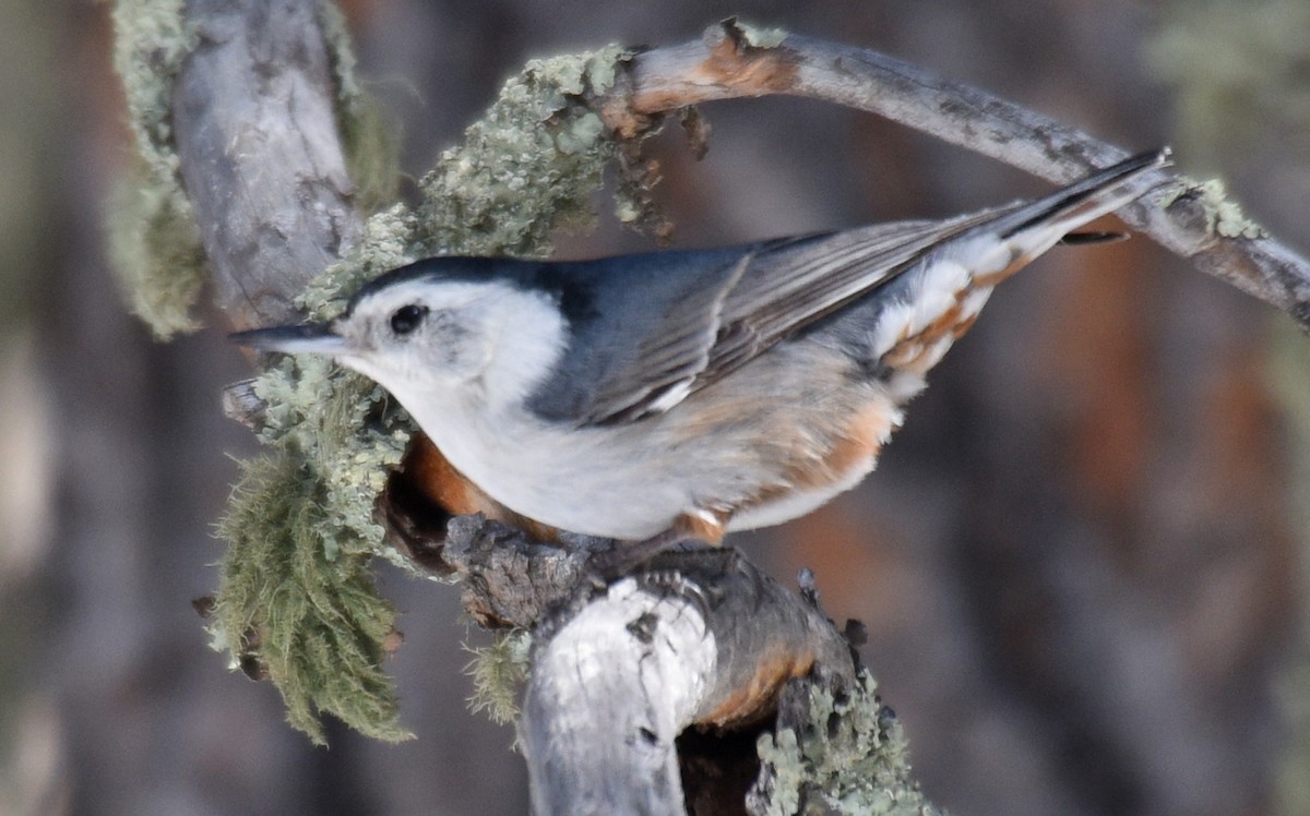 White-breasted Nuthatch (Interior West) - ML219677241