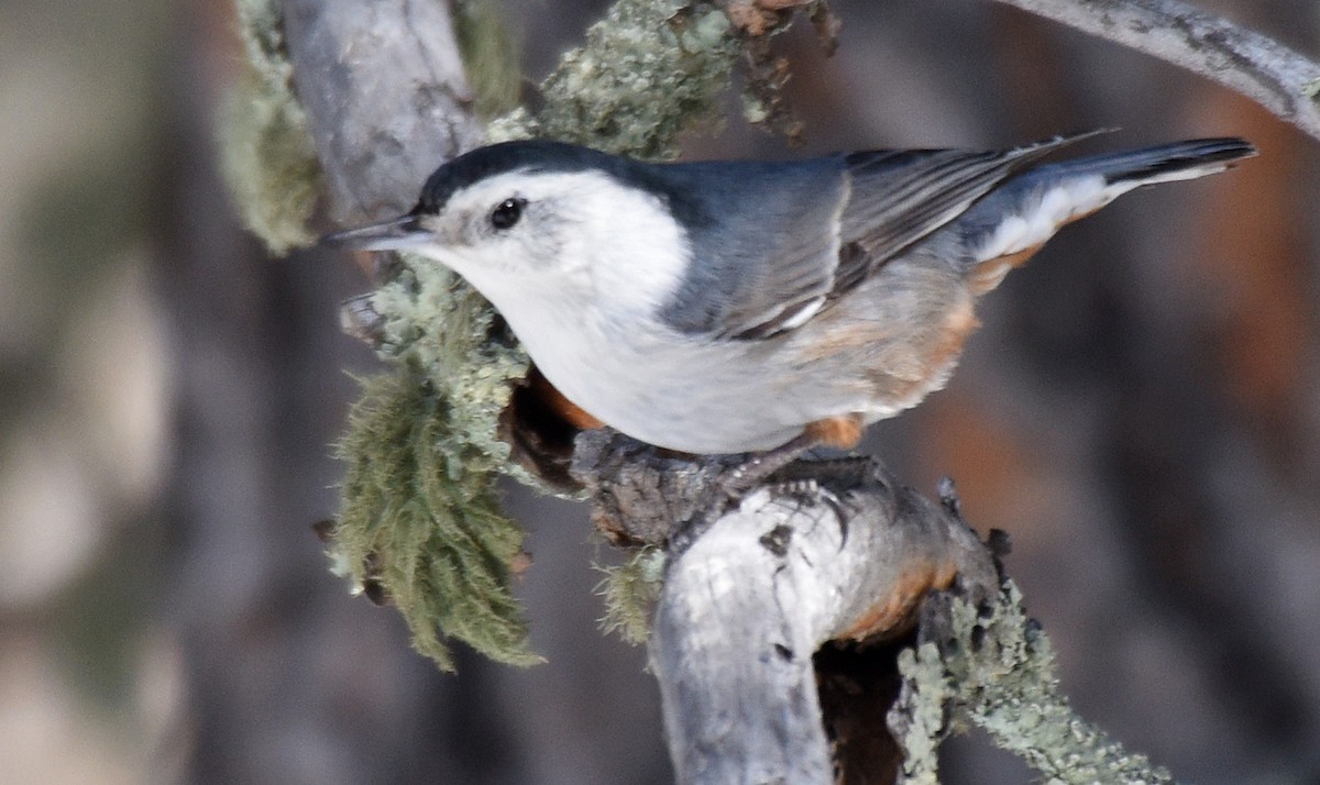 White-breasted Nuthatch (Interior West) - ML219677251