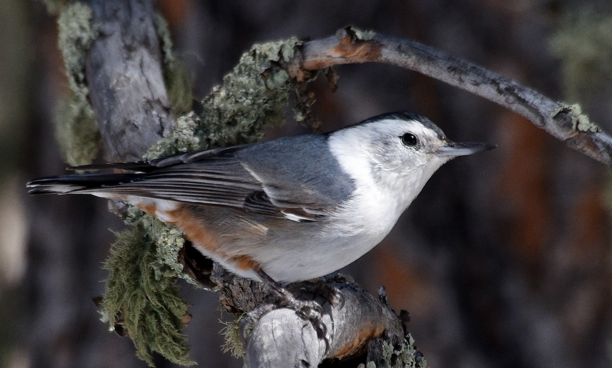 White-breasted Nuthatch (Interior West) - ML219677261