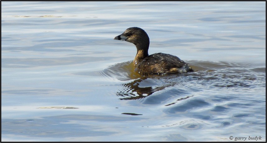 Pied-billed Grebe - Garry Budyk