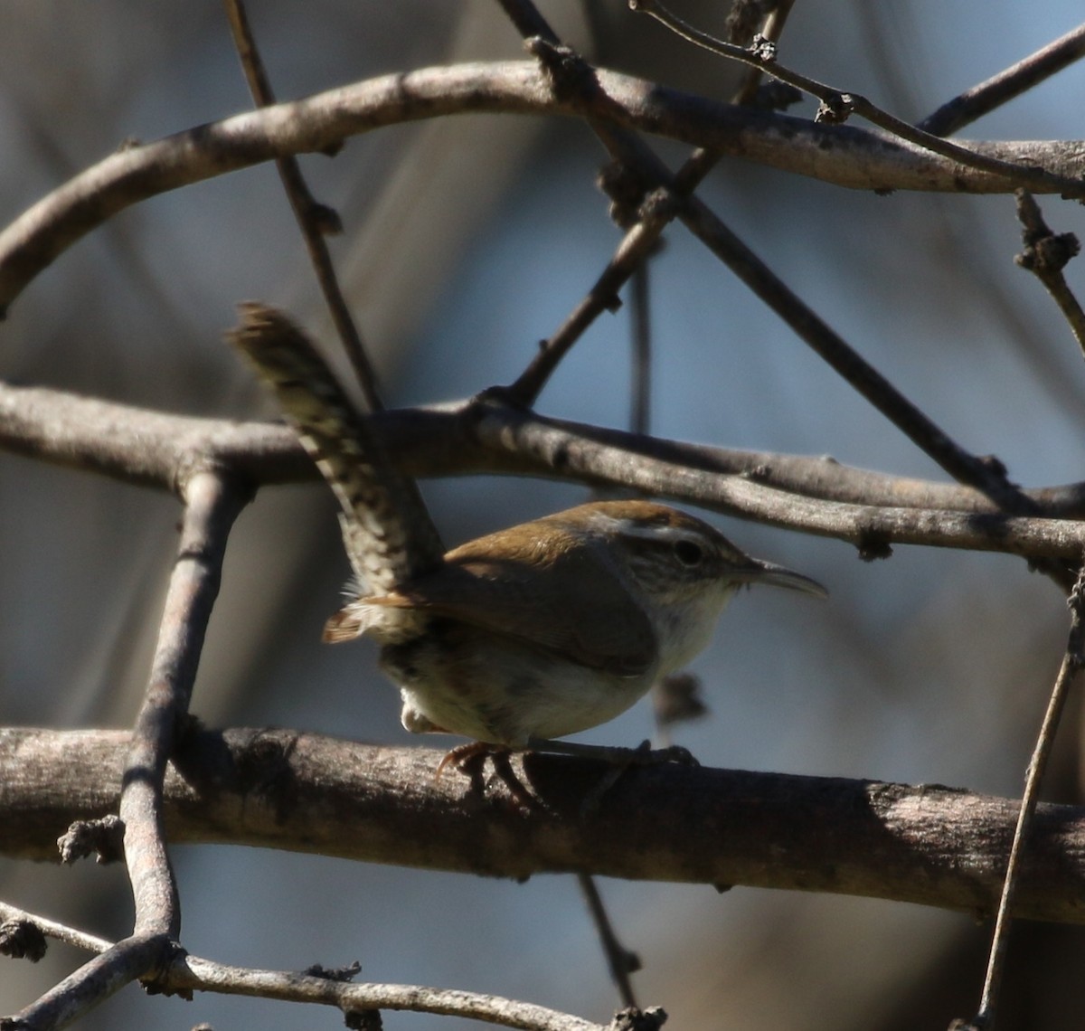 Bewick's Wren - ML219679341