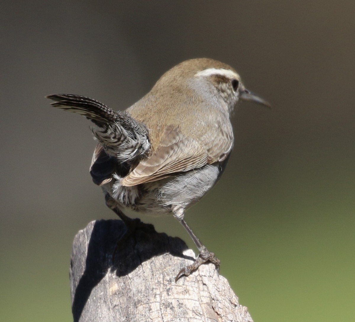 Bewick's Wren - ML219680041