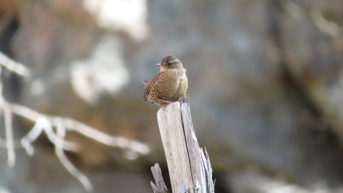 Winter Wren - Greg Levandoski