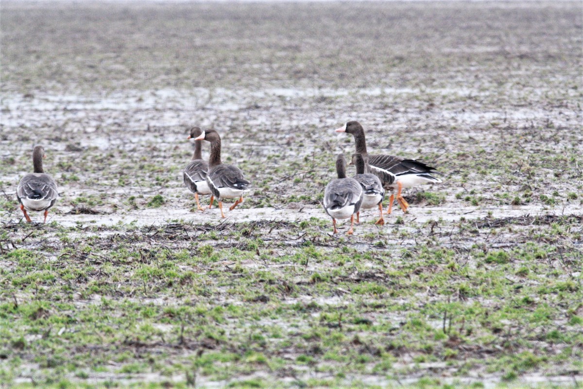 Greater White-fronted Goose - ML219681391