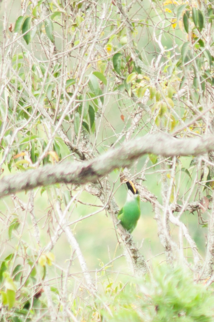 Northern Emerald-Toucanet - ML219684831