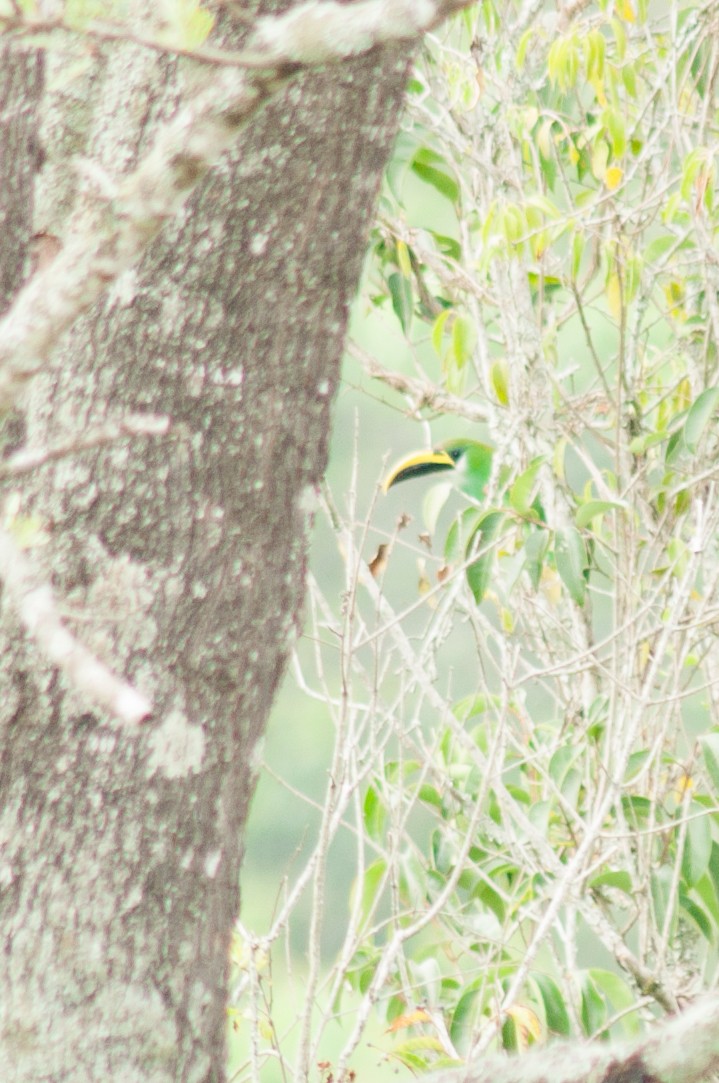 Northern Emerald-Toucanet - ML219684841