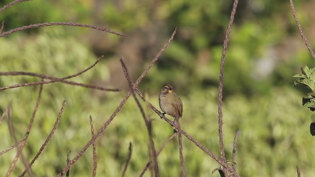 Yellow-faced Grassquit - ML219685021