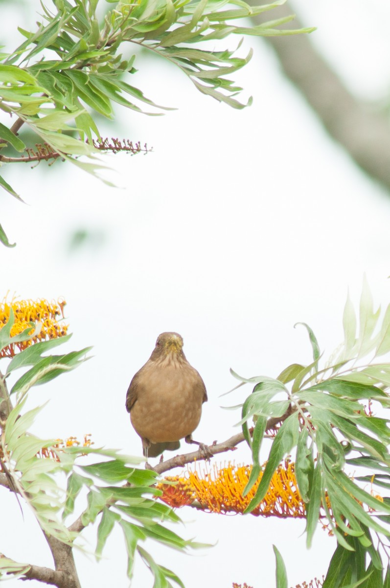 Clay-colored Thrush - ML219685101