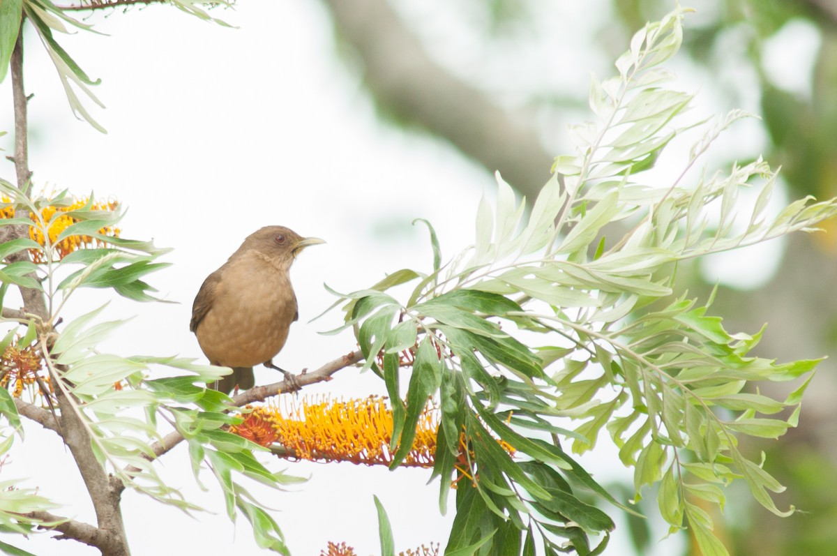 Clay-colored Thrush - Oscar Marín