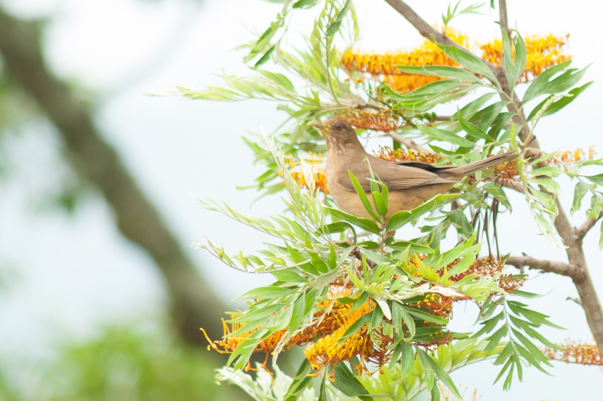 Clay-colored Thrush - ML219685181