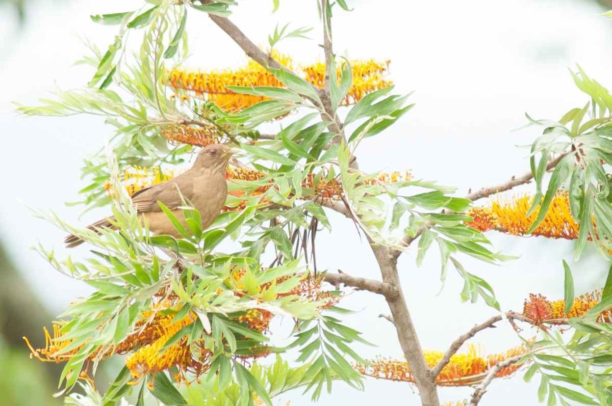 Clay-colored Thrush - ML219685241