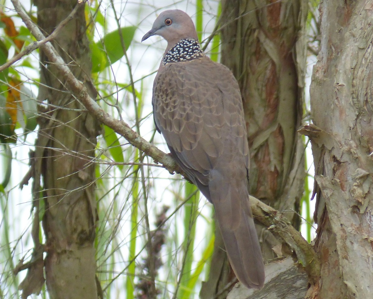 珠頸斑鳩 - ML21968531