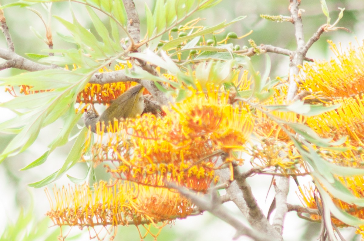 Nashville Warbler - Oscar Marín