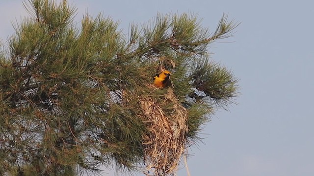 Oriole à gros bec - ML219686191