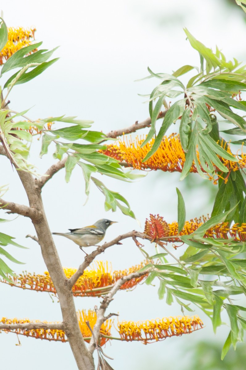 Northern Parula - Oscar Marín