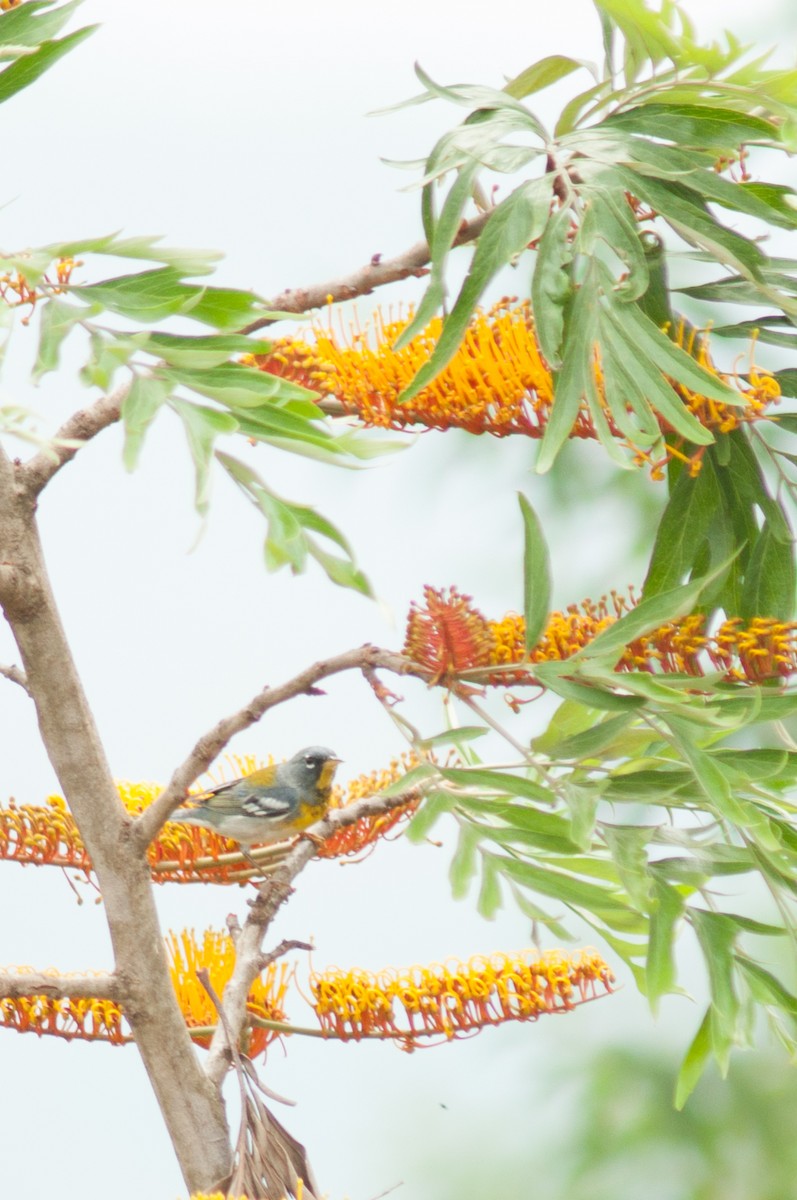 Northern Parula - ML219686311