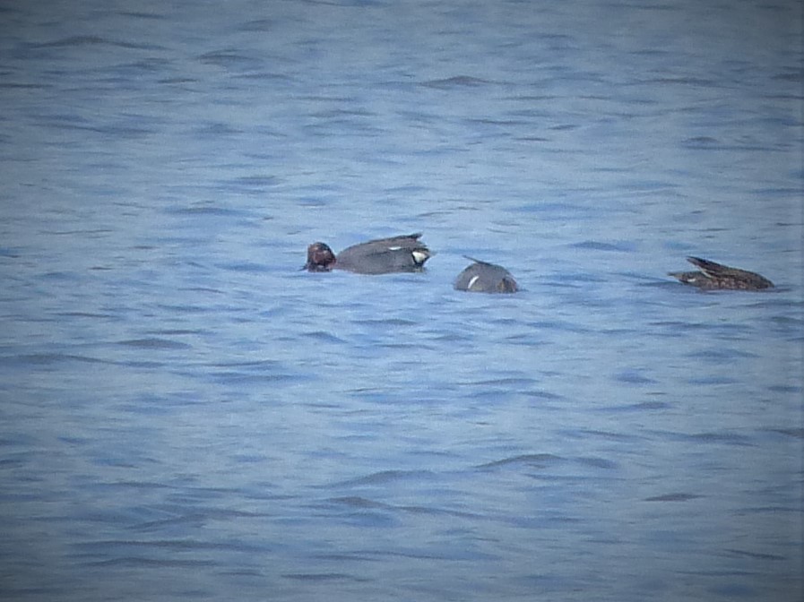 Green-winged Teal (Eurasian) - ML219687141