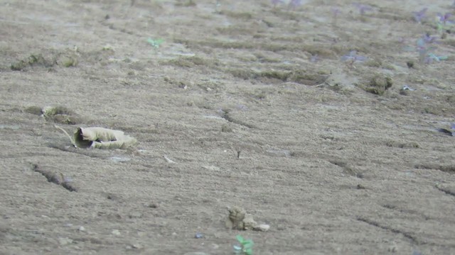 Drab Water Tyrant - ML219687321