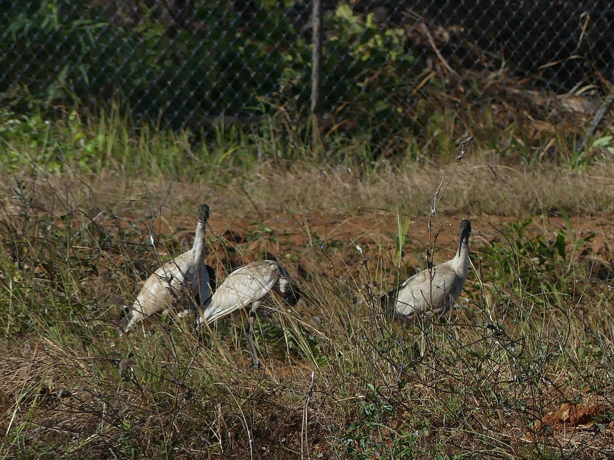 ibis australský - ML219688671