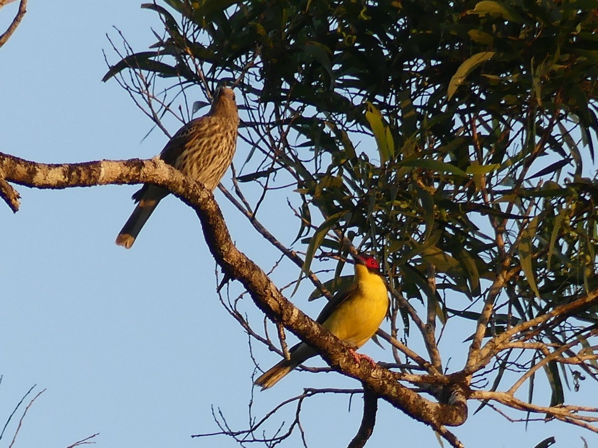 Australasian Figbird - ML219689001