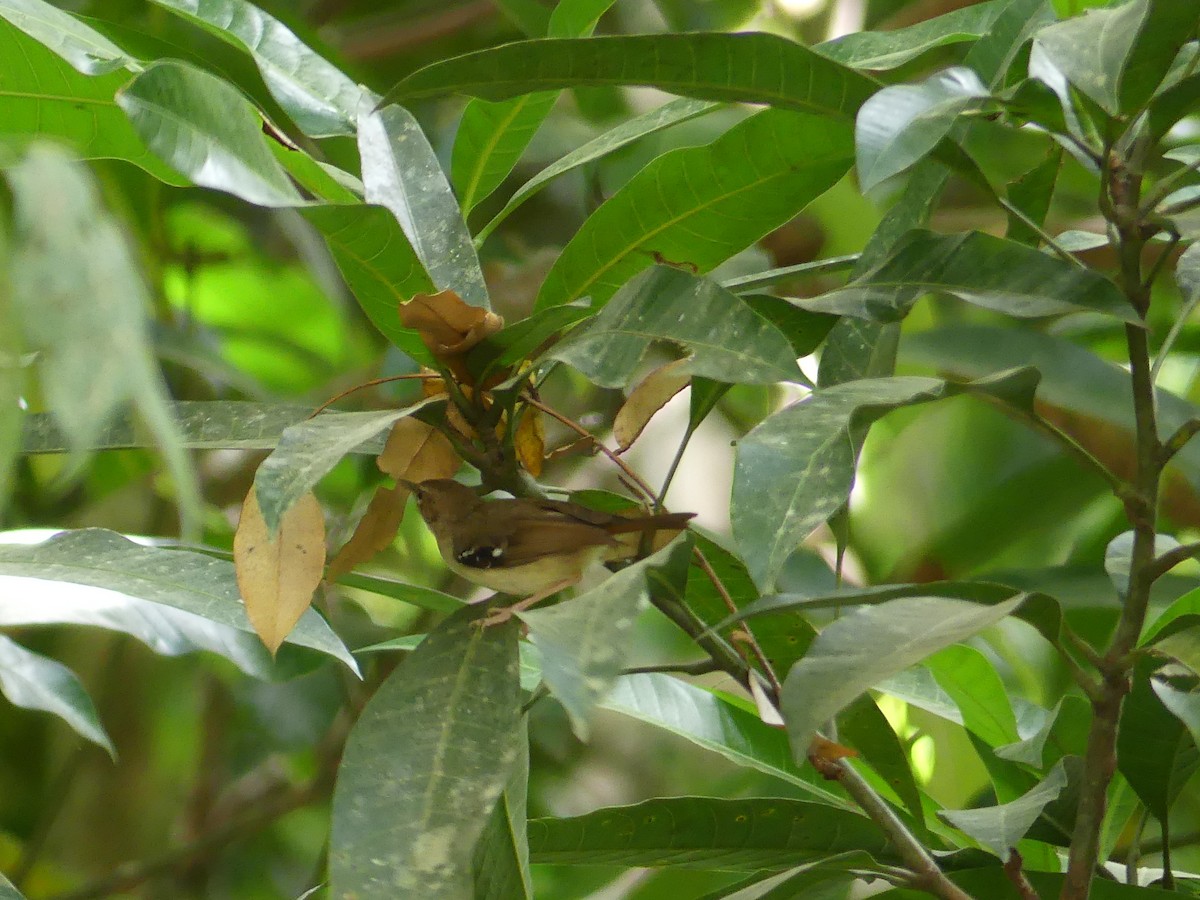 Tropical Scrubwren - Peter Kaestner