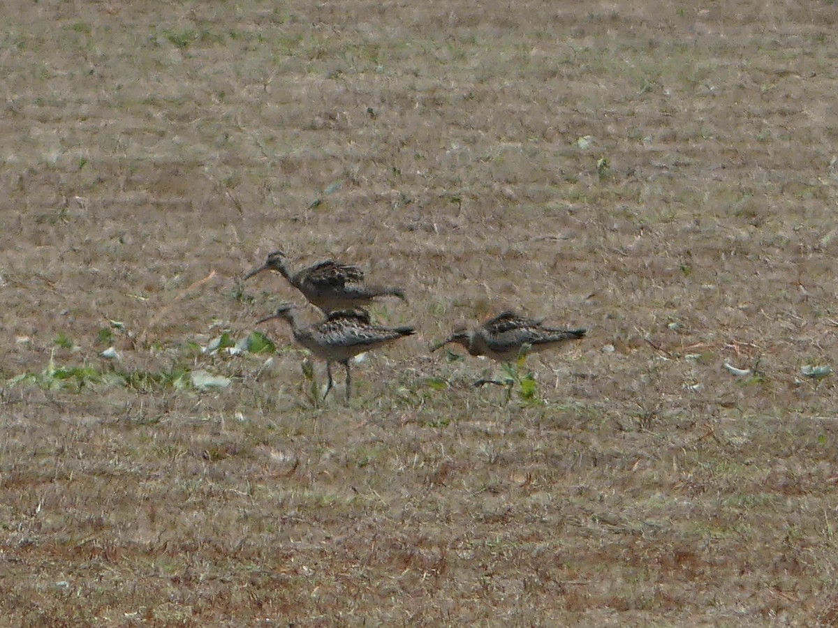 Little Curlew - ML219690771