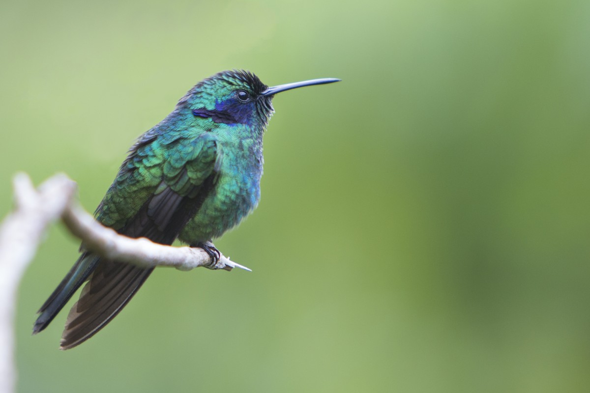 kolibřík modrouchý - ML219690851