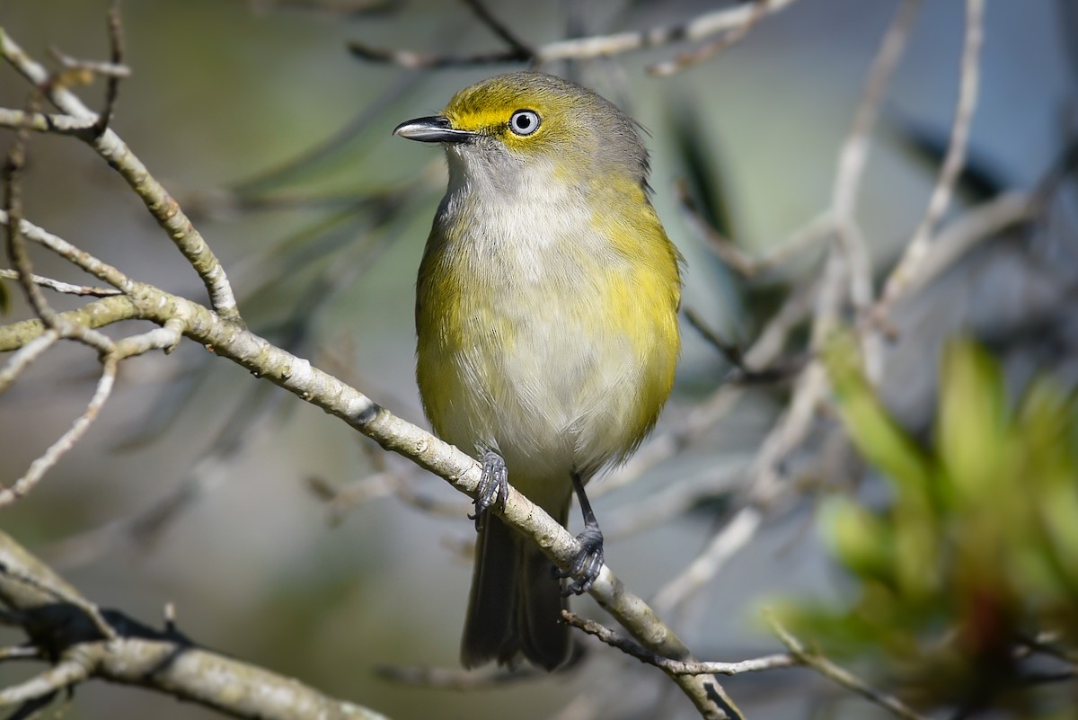 White-eyed Vireo - ML219691331