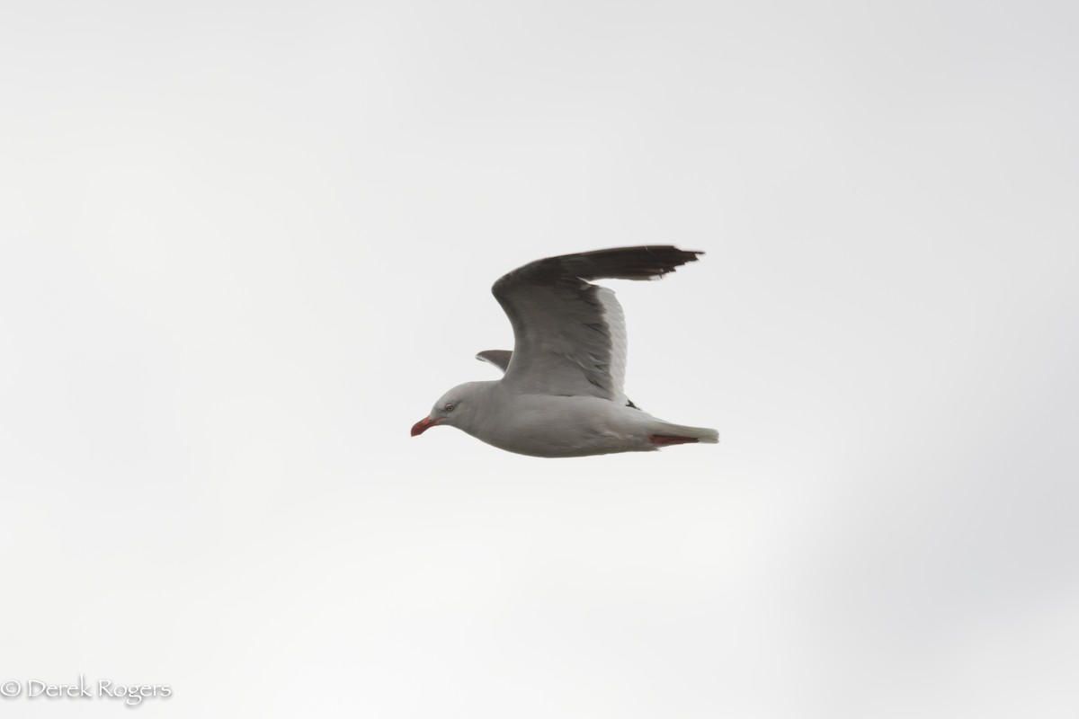 Магелланова чайка - ML219691341