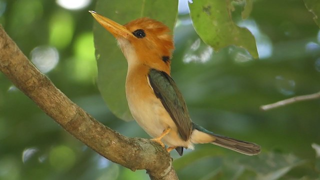 Yellow-billed Kingfisher - ML219691431