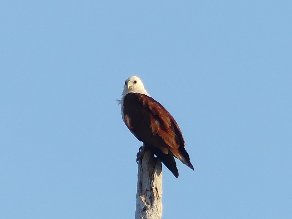 Brahminy Kite - ML219694051