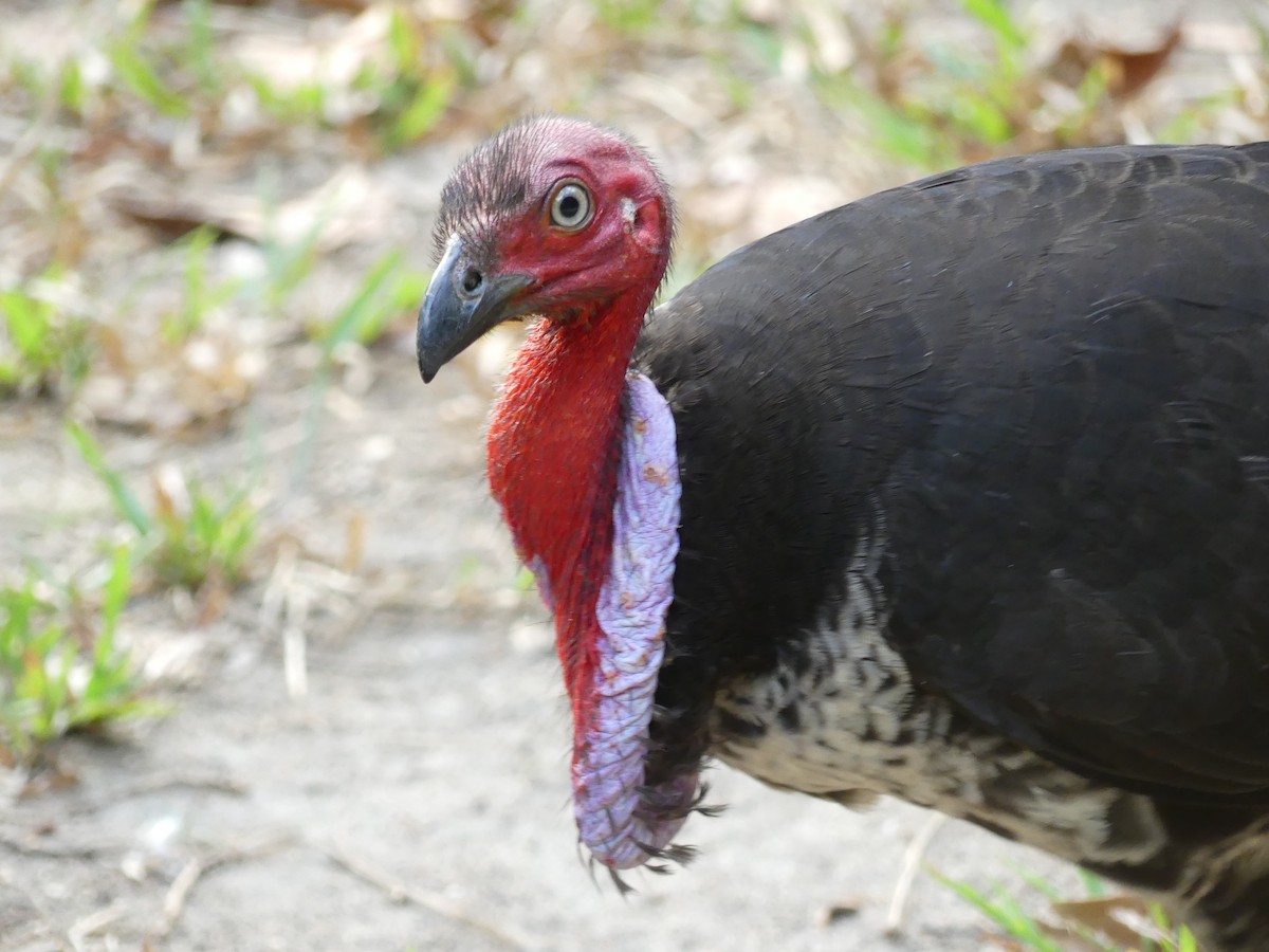 Australian Brushturkey - ML219694401