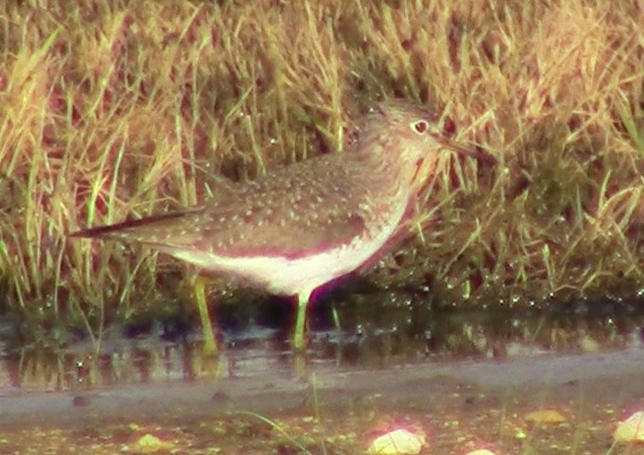 Solitary Sandpiper - ML219694451