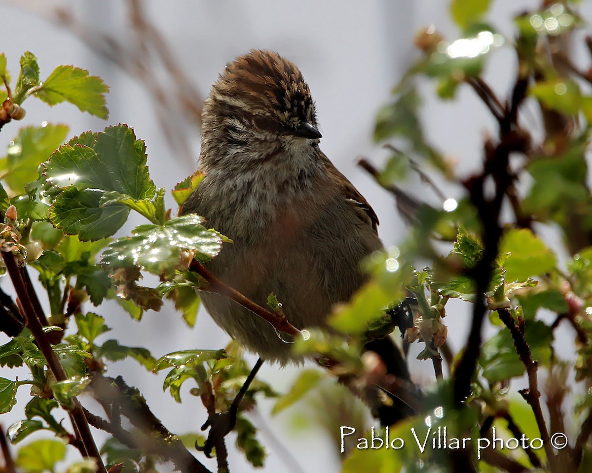 Plain-mantled Tit-Spinetail - ML219694491