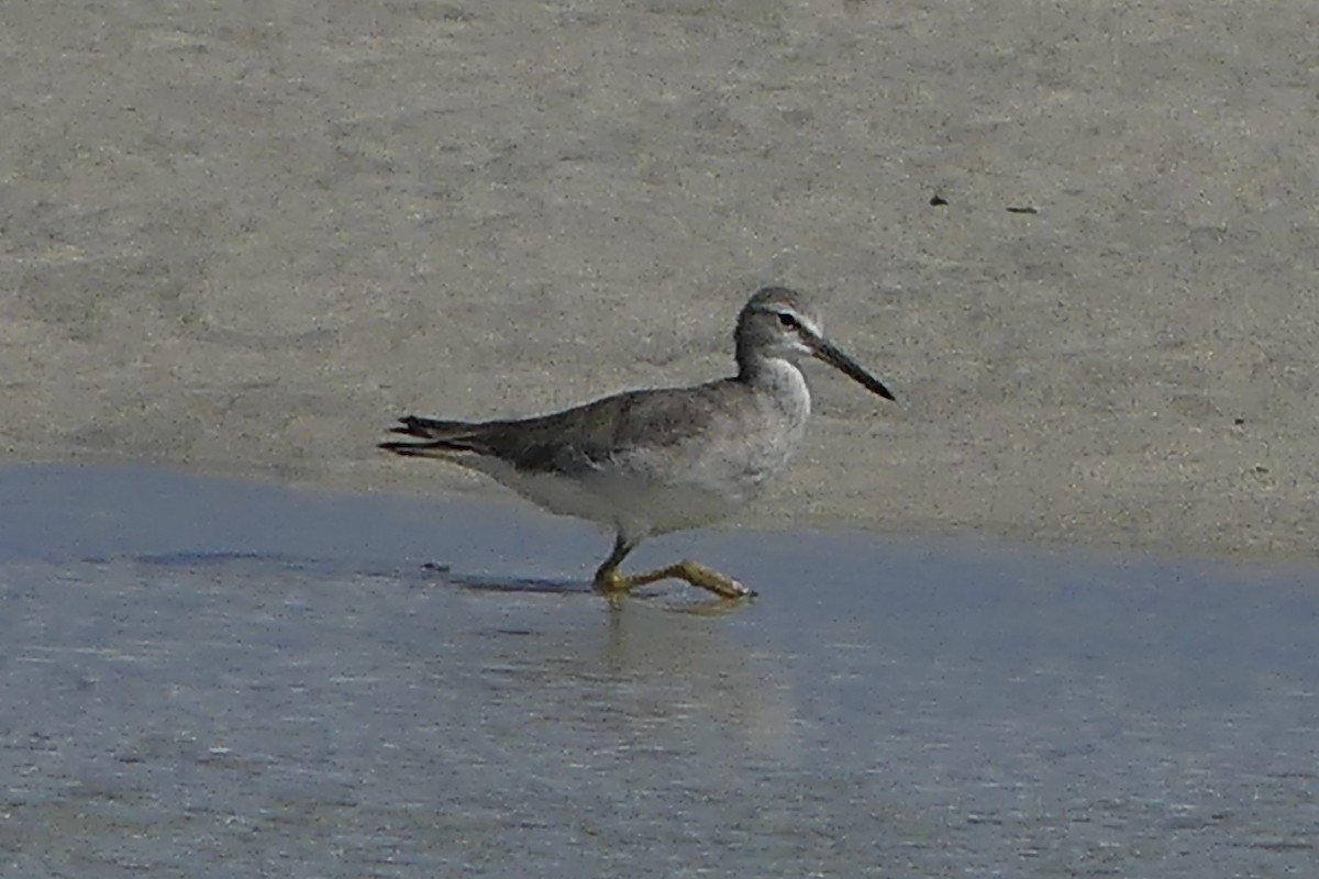 Gray-tailed Tattler - ML219694711