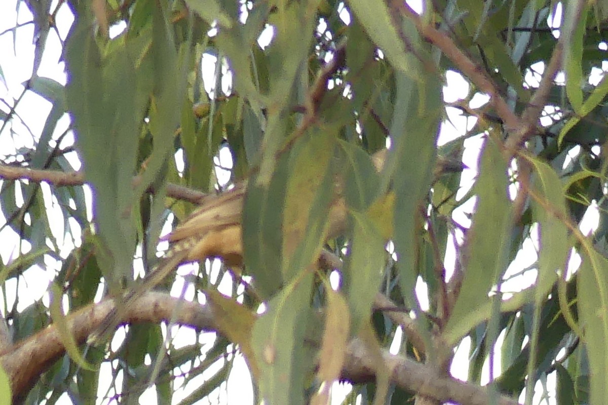 Fawn-breasted Bowerbird - ML219694901