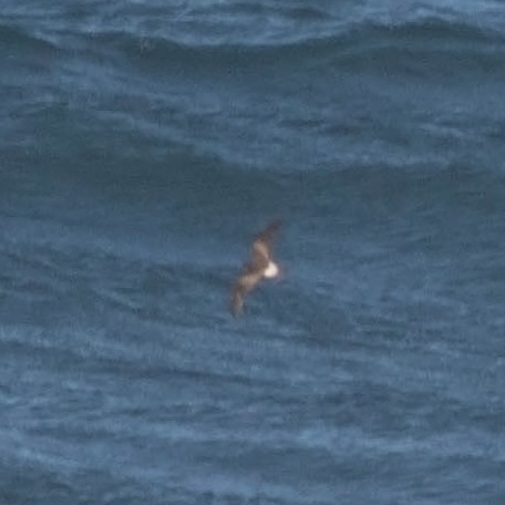 Leach's Storm-Petrel (Leach's) - Tony Leukering