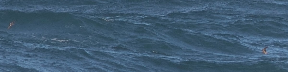 白腰叉尾海燕(leucorhoa) - ML21969631