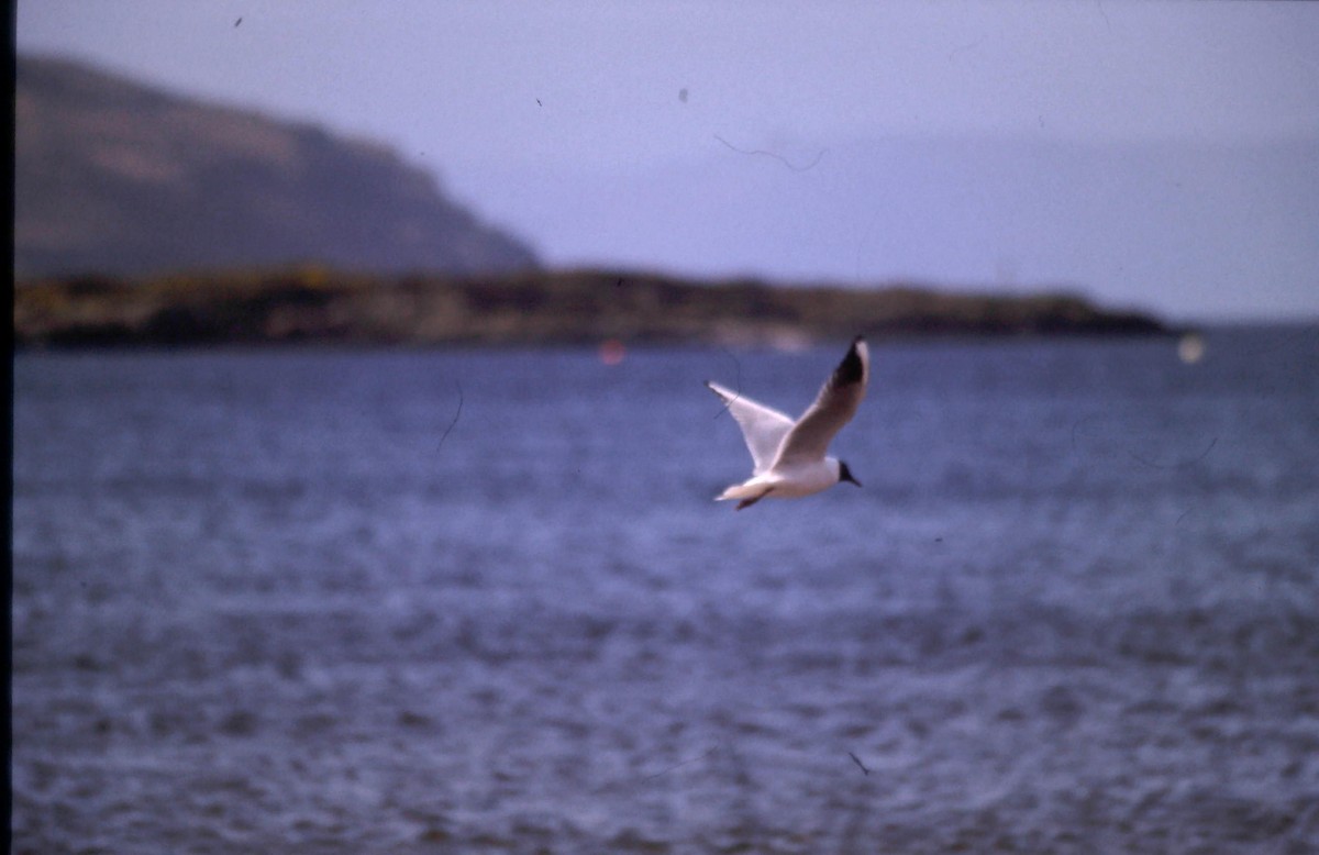 Mouette rieuse - ML219697451
