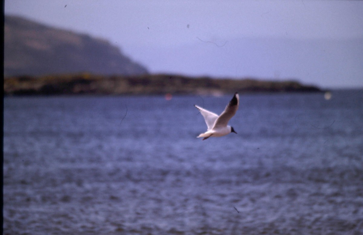 Black-headed Gull - ML219697451