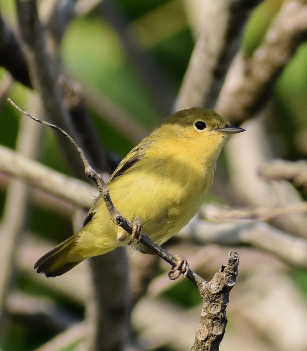 Northern/Mangrove Yellow Warbler - ML219698411