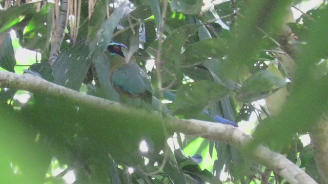 blåpannemotmot - ML219698821