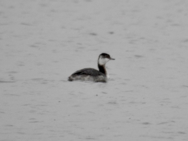 Horned Grebe - ML219702091